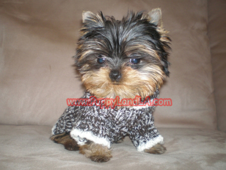 teacup yorkie